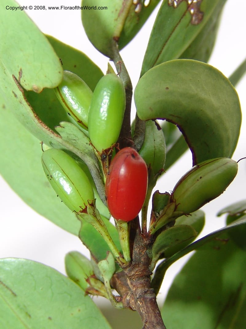 Erythroxylum pictum--So.Africa. E. Cape. Umtamvuna Nat. Res. 11 Mch 05. 264.jpg