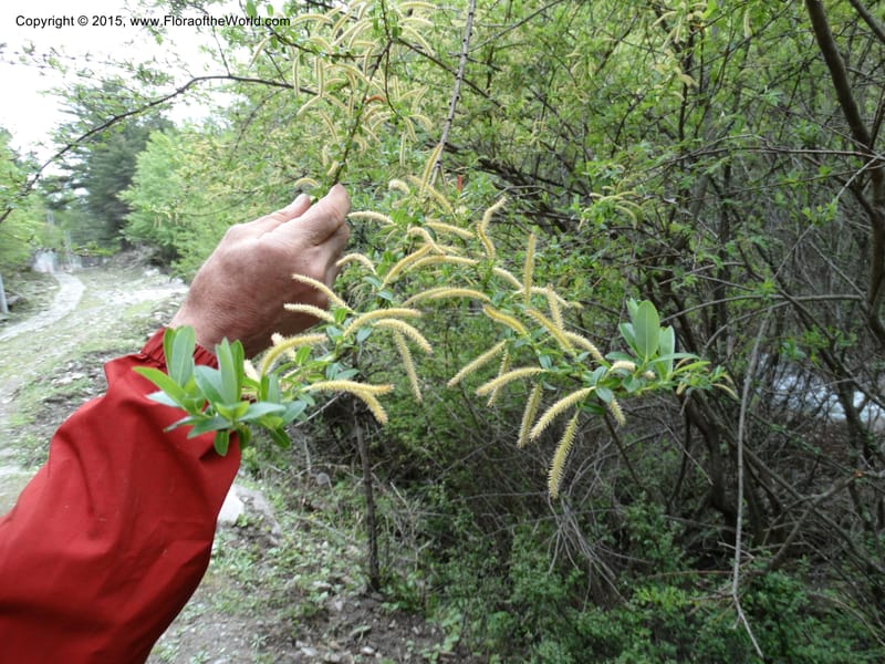 Salix, Boufford, D 43734--China. Sichuan. XinZhaZi Gou. 14 May 2014. DSC06426 (125).JPG