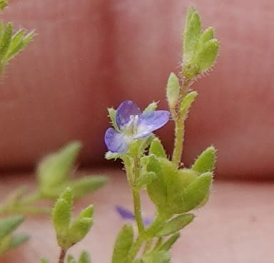 Veronica arvensis, C. Davidson 13751--Oregon. Wallowa Co. Zumwalt.Trail Cr. Rd. 4 Jun 2018. DSC04078 (69).JPG