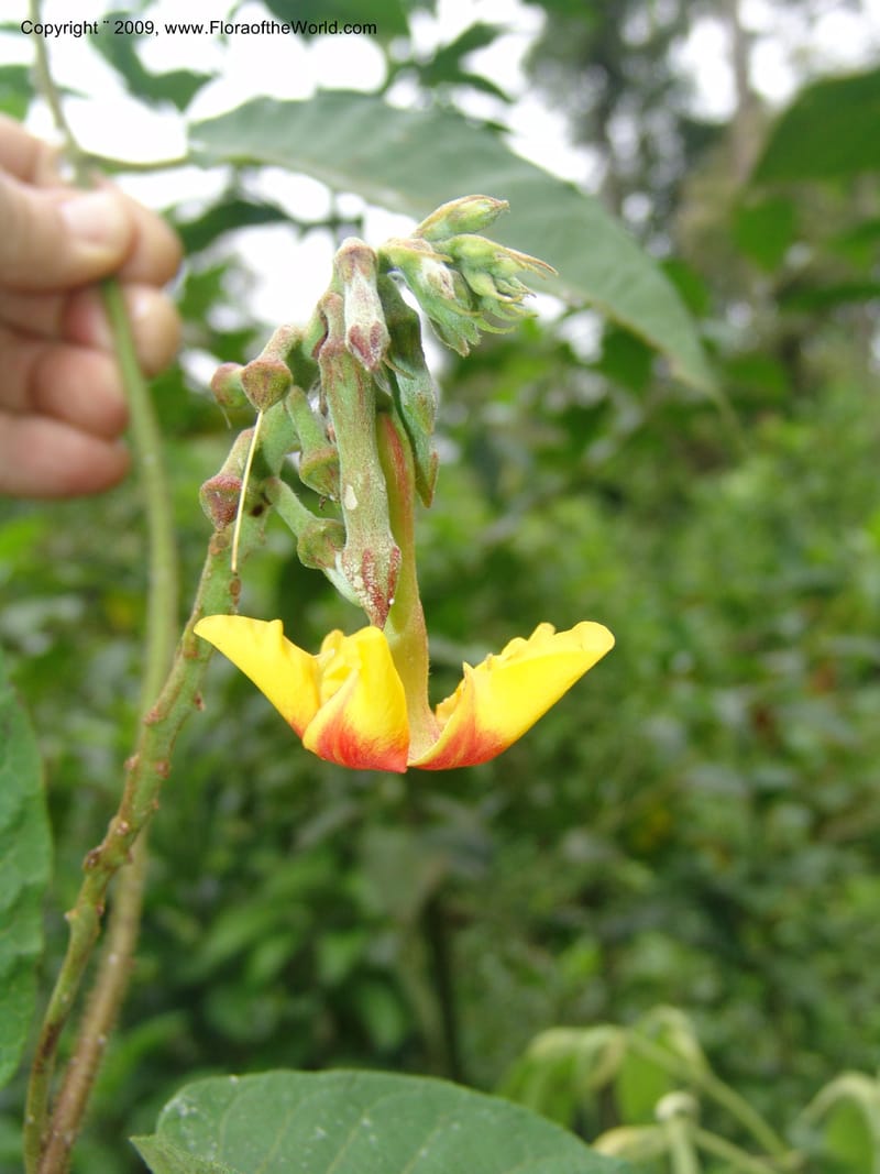 DNeill15721--Ecuador. Prov. Zamora Ch. Rio Nangaritza ca Las Orquideas. 15 Sep 07. 203.jpg