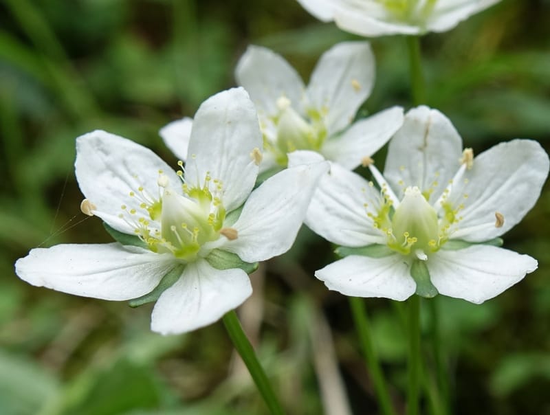Parnassia palustris, Tseng Yu-Hsin 1316--Taiwan. SW of Nanshan on highway 7. 20 May 2016. DSC03339 (34).JPG