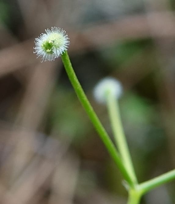 Kelloggia chinensis, D. Boufford 44006--China. Sichuan. Xiangcheng Xian. 13 Aug 2017. DSC05341 (167).JPG