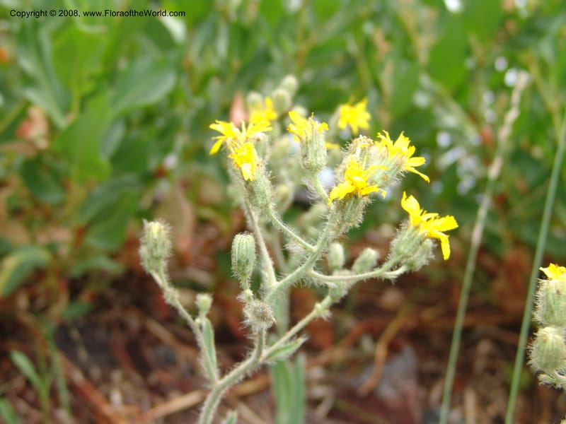 Hieracium cynoglossoides, CDavidson11103--ID. Valley Co. Top of Brundage Mtn.. 15 Jul 07. 049.jpg