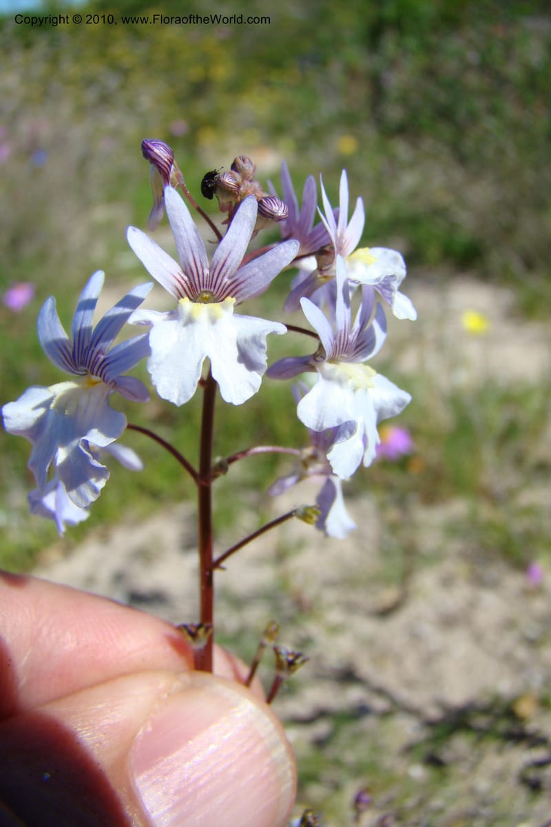 Nemesia bicornis, C. Davidson 11505--South Africa. Western Cape. R27, 5 km N of Velddrif. 24 Aug 09. 046 (4).jpg
