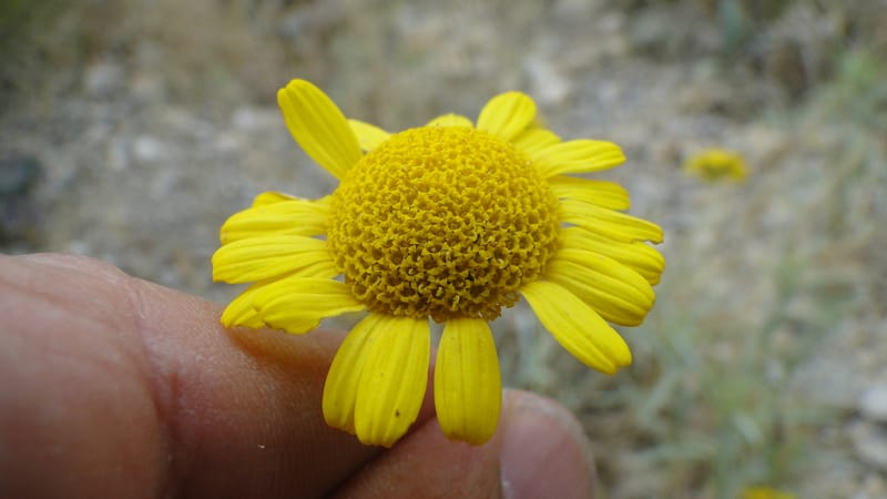 Anthemis tinctoria, 4.10--Iraq. Kurdistan. Shakh-i Sakran. 19 June 2010. 124 (10).jpg