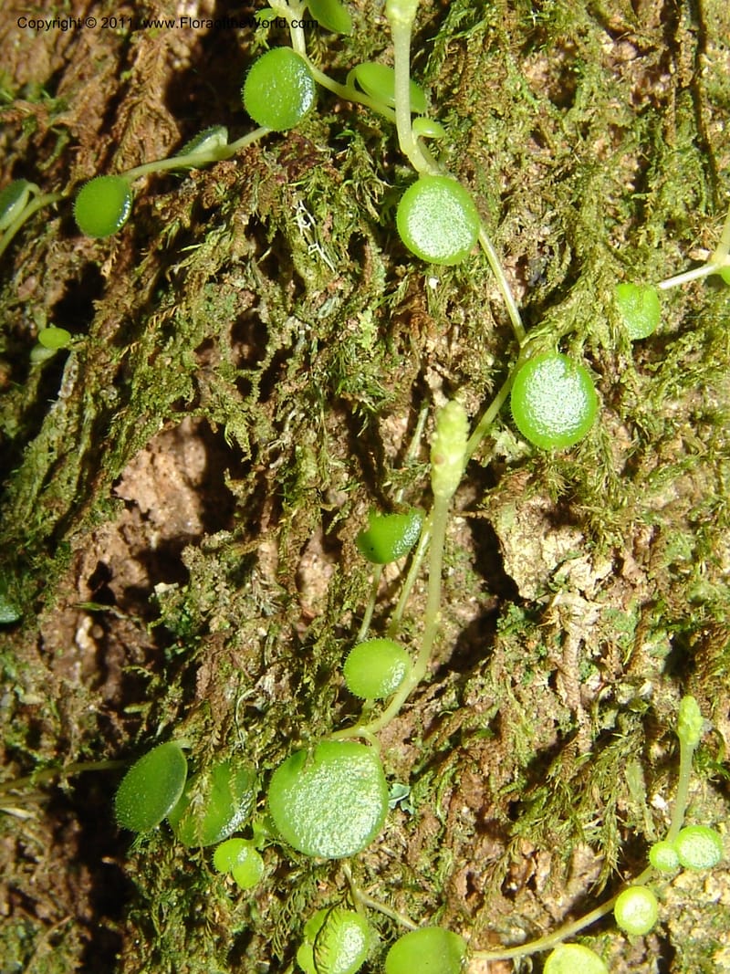 Peperomia, ROR1598--Madag. Parc Nat. Montagne d'Ambre. 11 Nov 06. 340.jpg