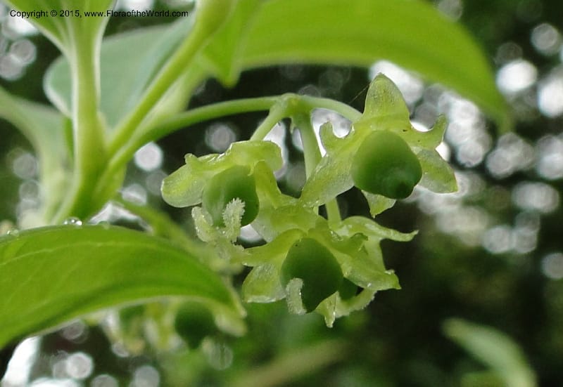Heterosmilax, Regalado 1772--Viet Nam. Ban Khoang Commune. 4 May 2011. 080 (4).jpg