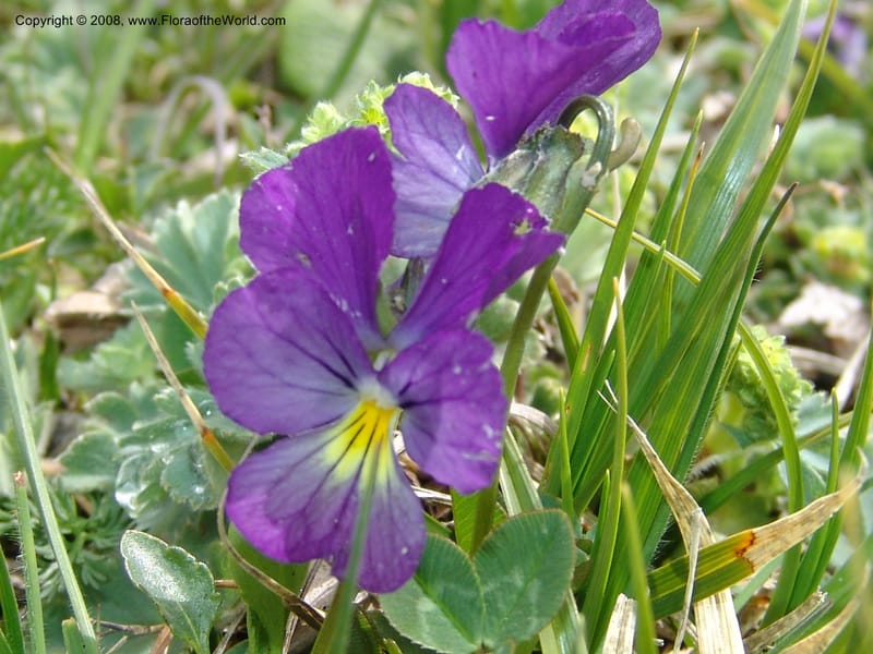 Viola oreades--Georgia. Vic. of Tskhrats'karo Pass. 7 Jun 05. 182.jpg