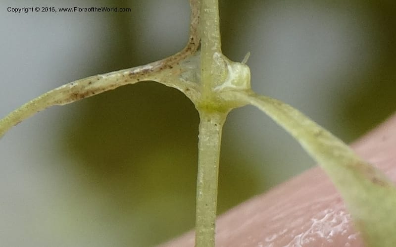 Callitriche, Ulloa, C 2479--Ecuador. Mojanda. 22 Apr 2015. DSC02267 (163).JPG
