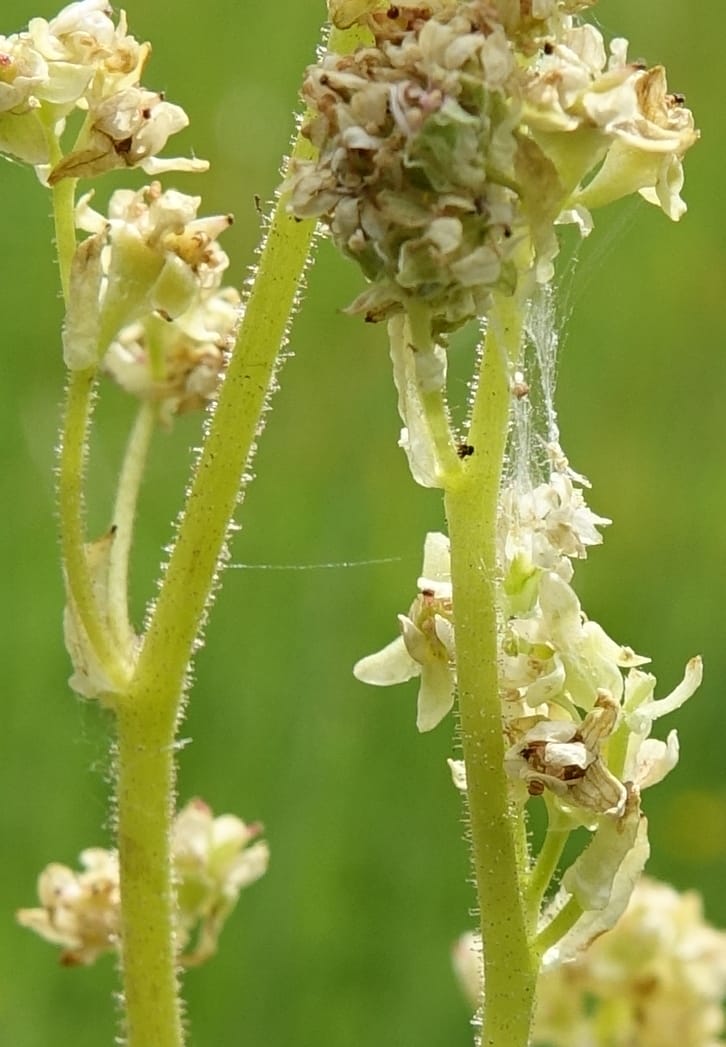 Micranthes oregana, C. Davidson 13615--CA. Modoc Co. Warner Mts. Hwy 299. 7 June 2017. DSC01455 (89).JPG