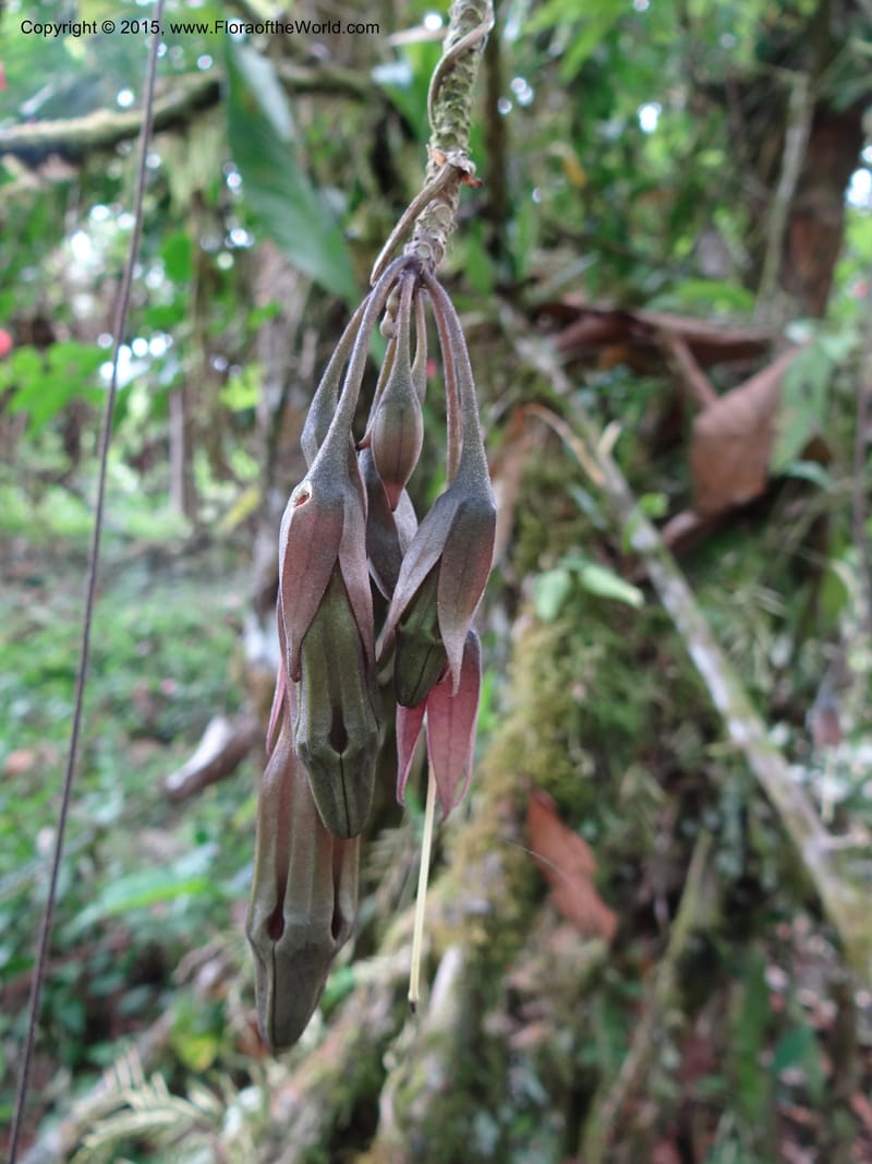 Merinthopodium neuranthum, Hammel 26105--Costa Rica. Road into Ranchos Tinamu. 3 Mar 2012. DSC03548 (97).JPG