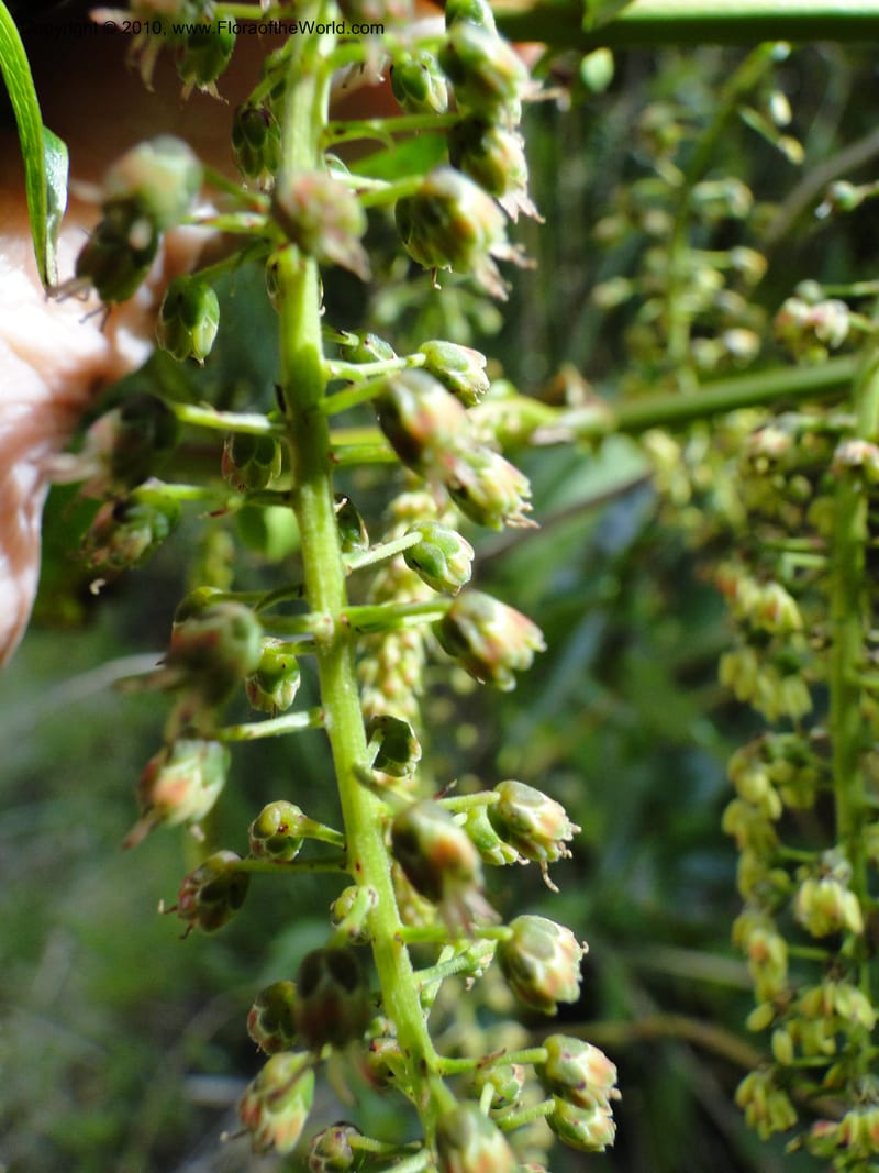 Coriaria arborea, C. Gemmill 731--New Zealand. N. Island. Mt. Te Aroha. 13 Jan 2010. 250 (13).JPG
