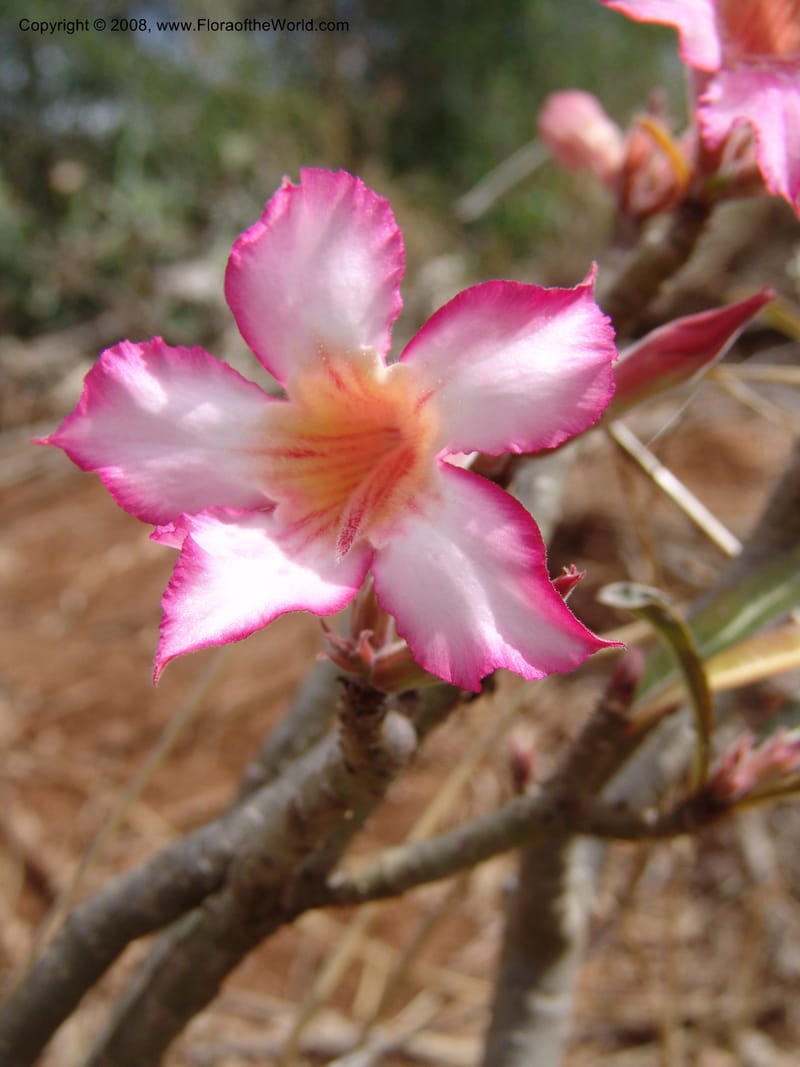 Adenium obesum--Tanzania. Hwy B1, 25 km SE of Kifaru. 28 Jun 04. 285.jpg
