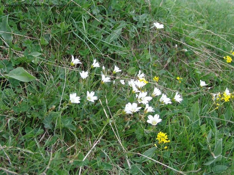 Cerastium purpurascens--Georgia. Kazbeki . Trail-road to Sameba Church. 2 Jun 05. 468.jpg