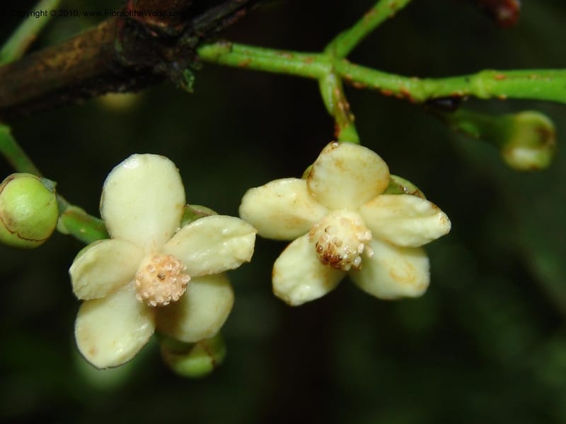 Tovomita, Croat 95894--Ecuador. Maquipucuna Biol. Res. Send. al Humedal. 14 Mar 06. 165 (9).jpg