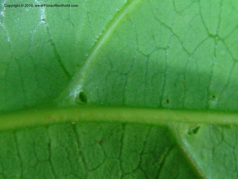 Citronella costaricensis, B. Hammel 24577--Costa Rica. Hered. Volcan Barva. 9 Apr 08. 361 (17).jpg