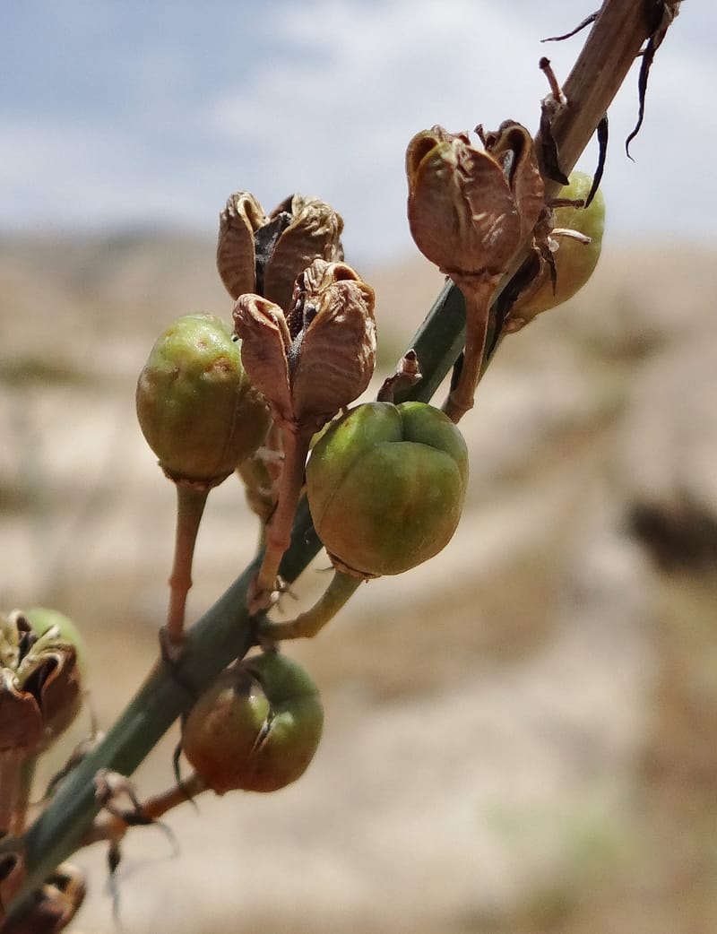 Asphodelus microcarpus--Kurdistan. Germaspan. 21 May 2013. DSC04190 (44).JPG