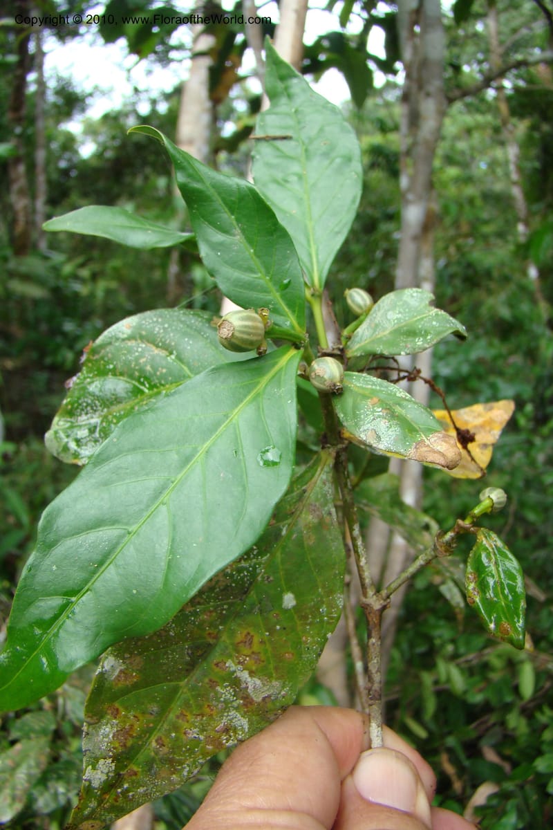 Psychotria, Vasquez 34758--Peru. Loreto. Dist. Nauta. Miraflores, Rio Tigre. 10 Nov 08. 088.jpg