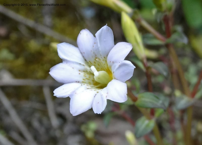 Gentiana, Boufford, D 43705--China. Sichuan. LongDongZhen on Rd. to LeiYuan Shan. 13 May 2014. DSC05860 (65).JPG