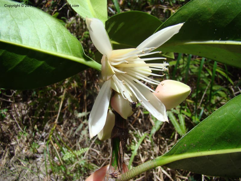 Crossostylis grandiflora,  Munzinger, J 4754--New Caledonia, Prov N, Les Trois Creeks,  13 Nov 2007, 024 (6).jpg