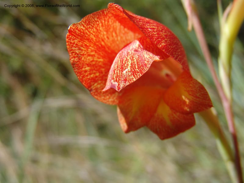 Gladiolus dalenii--So.Africa. E. Cape. R58 SE of Lady Grey. 10 Mch 05. 009.jpg