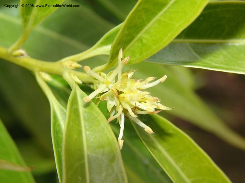 Sarcococca hookeriana v. humilis--CA. San Francisco Botanical Garden (Strybing Arb.). 30 Mch 06. 081.jpg