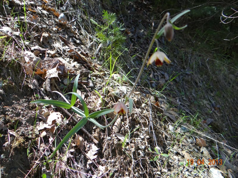 Fritillaria atropurpurea, Davidson, C 12131--USA, California, Nevada Co. 19 Apr 2013  0079 (15).JPG