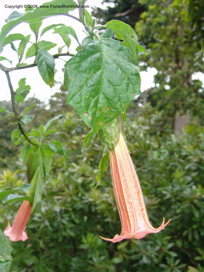 Brugmansia volcanicola--CA. San Francisco Botanical Garden (Strybing Arb.). 30 Mch 06. 268.jpg