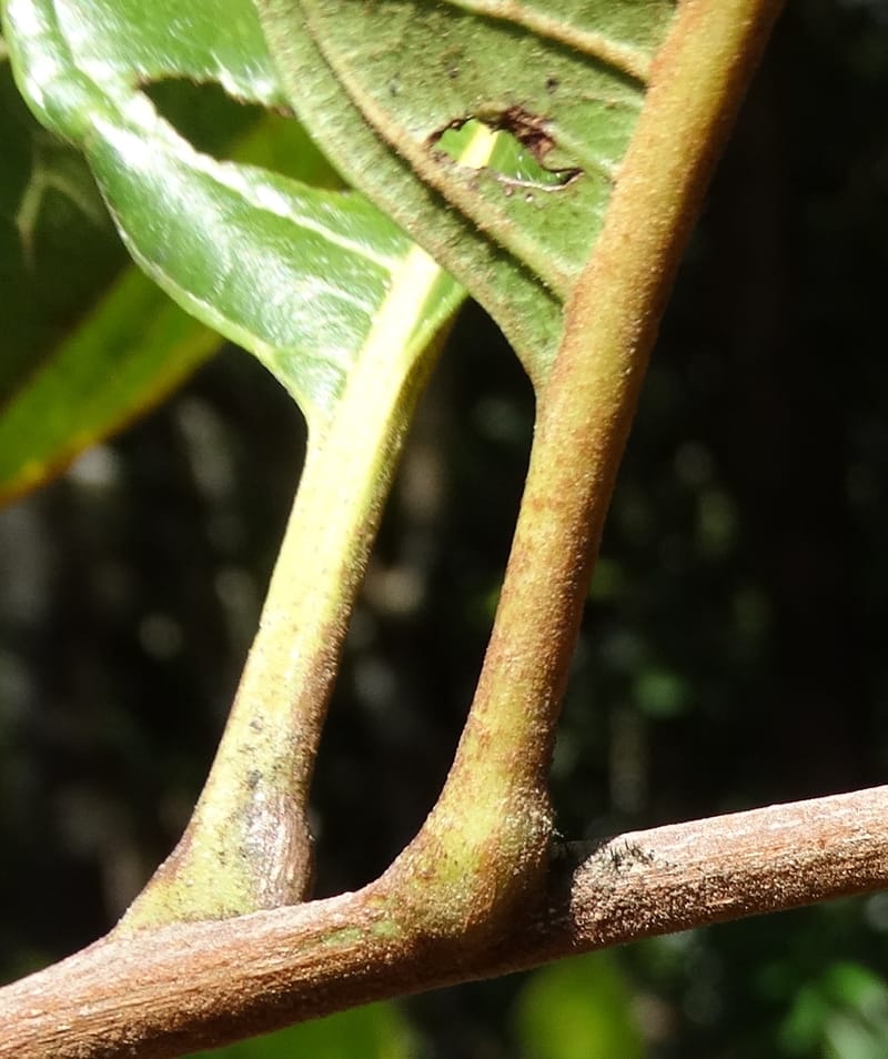 Cupaniopsis, Munzinger, J 7412--New Caledonia. Mont Dzumac. 12 Nov 2015. DSC01563 (408).JPG