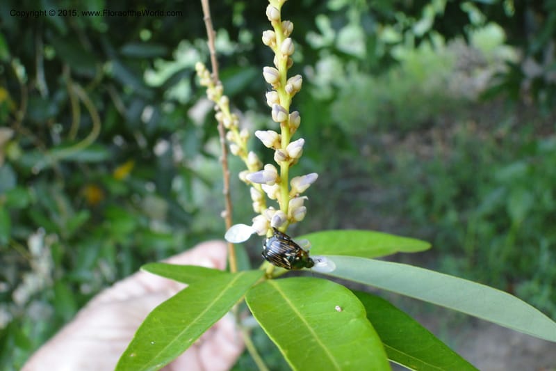 Xanthophyllum, Regalado 1969--Viet Nam. Forest Block 19. 15 May 2011. 220 (15).jpg
