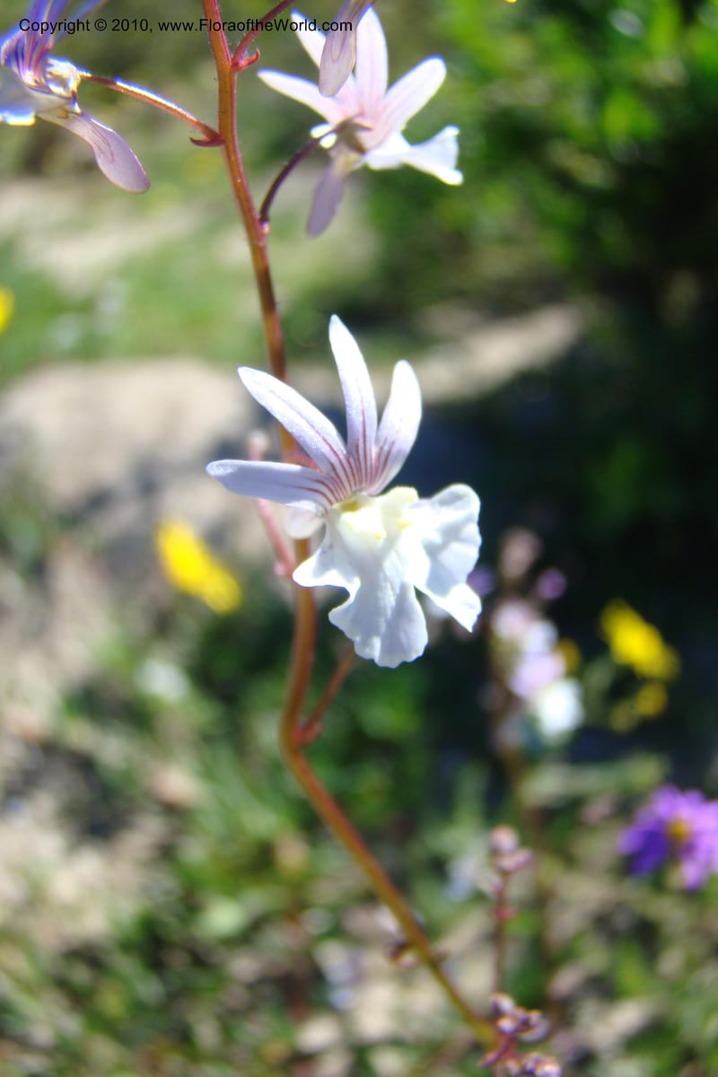 Nemesia bicornis, C. Davidson 11505--South Africa. Western Cape. R27, 5 km N of Velddrif. 24 Aug 09. 046 (14).jpg