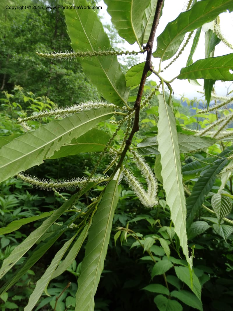 Flowering catkins and toothed leaves on a leafy branch