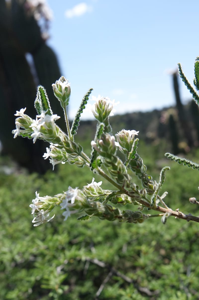 Aloysia castellanosii, Fortunato 13147--Argentina. Hwy 150, S of Ischigualasto. 7 Feb 2018. DSC09263 (52).JPG