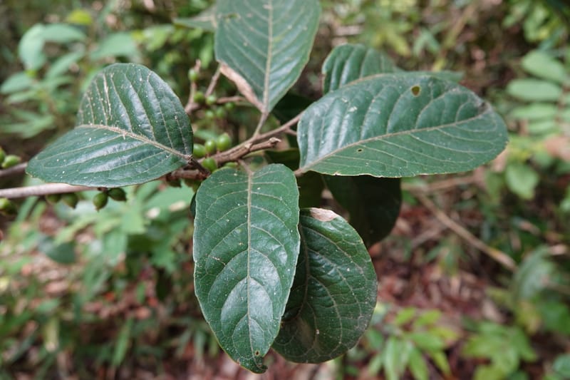 Aporosa dioica, D. Boufford 44137--China. Yunnan. Along G213. 4 May 2018. DSC02084 (34).JPG