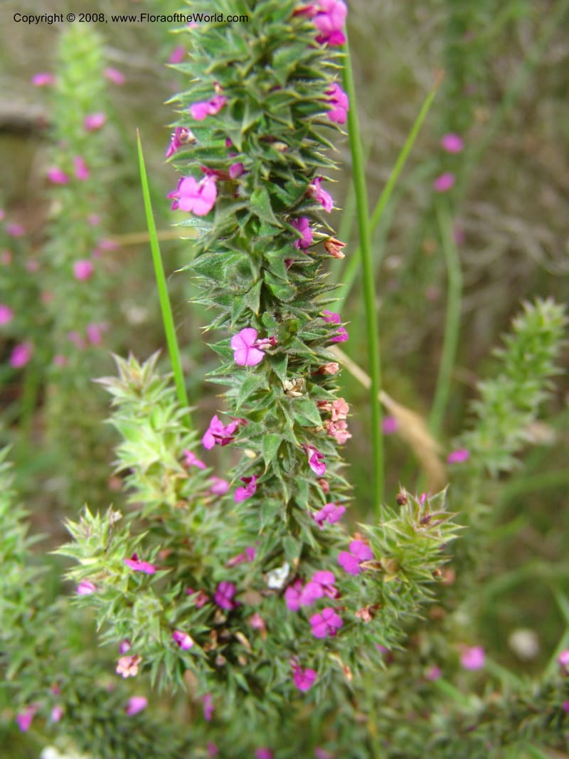 Muraltia alopecuroides--So.Africa. E. Cape. Van Stadens Wildfl. Res.. 6 Mch 05. 078.jpg