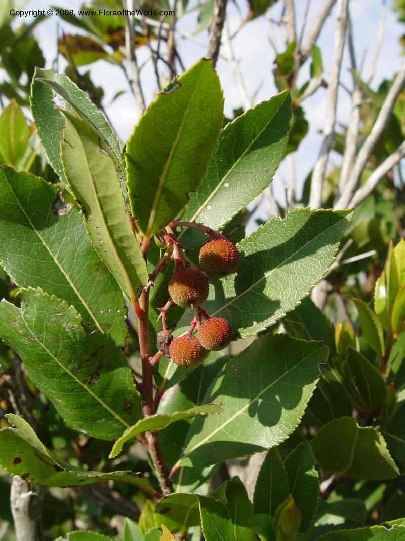 Arbutus unedo--Spain. Prov. Barcelona. Parc del Garraf. 20 Apr 04.  159.jpg