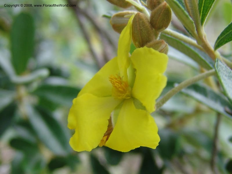 Hibbertia coriacea, not coll.--Madagascar. Prov. Toliar. Mandena Centr. Res Ecol. 19 Jan 06. 104.jpg