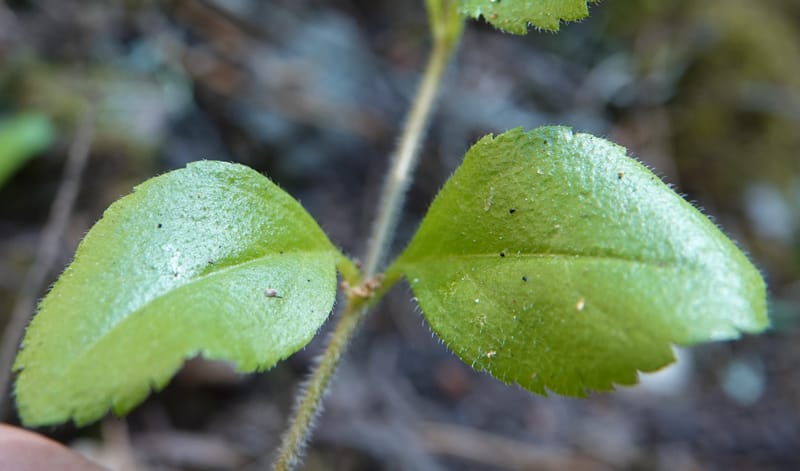 Veronica officinalis, C. Davidson 13799--ID. Latah Co. FSR 447. 7 Jul 2018. DSC05707 (138).JPG