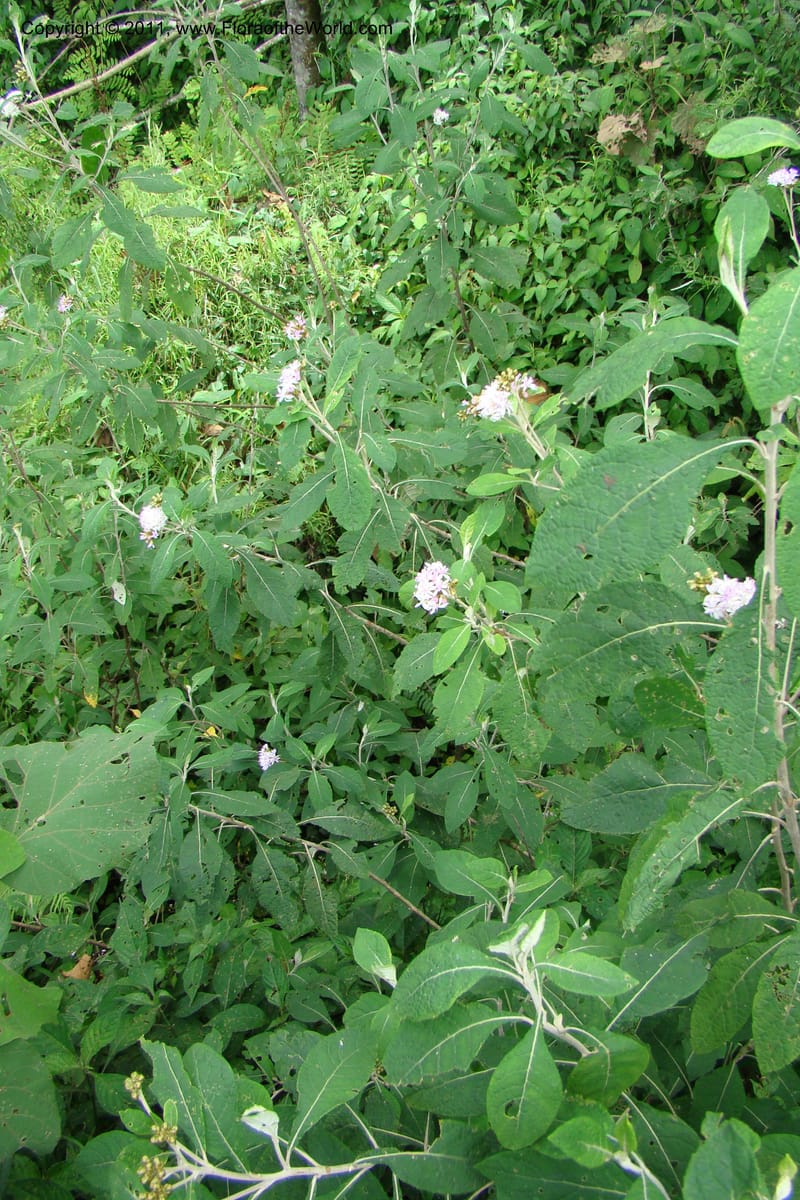 Vernonia, Phillipson 6129--Madagascar. Prov. Fianarantsoa. Hwy to Tana. 15 Jan 09. 044 (8).jpg