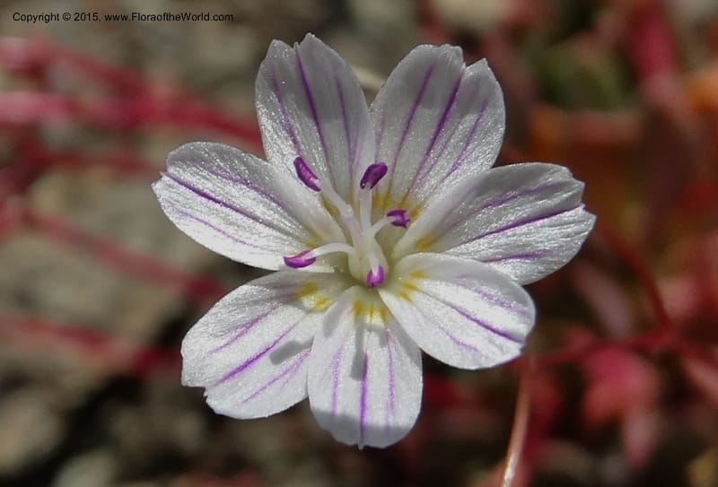 Lewisia columbiana var. wallowensis, Davidson, C 12591--ID. Idaho Co. Seven Devils Camp Ground. 15 Jul 2014. DSC00113 (136).JPG