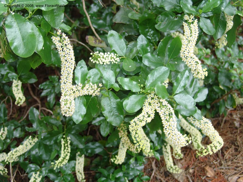 Escallonia pulverulenta,  unlabeled--CA. UC Berkeley Bot. Garden.  30 Jun 06. 241.jpg