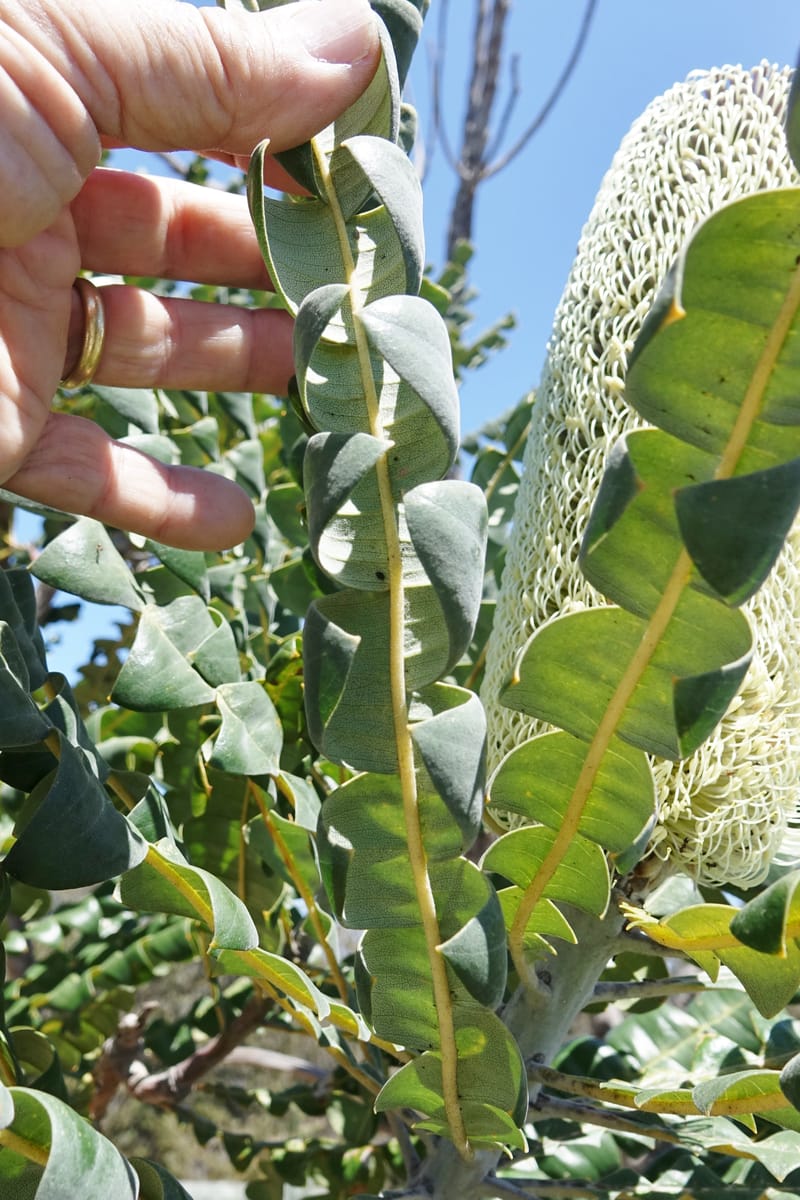 Banksia grandis, Not collected--Australia. W.A. Koondoola Bushland. 22 Oct 2016. DSC03457 (273).JPG