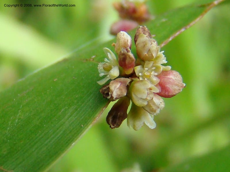 Homalocladium platycladium--Australia. Royal Botanic Garden, Melbourne. 19-20 Mch 08. 312.jpg