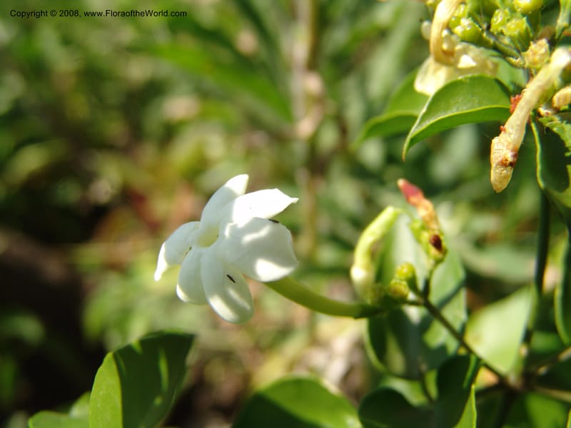 Jasminum abyssinicum--Kenya. Homa Bay Distr. Koru. Kweissos house. 3 Jul 04. 177.jpg