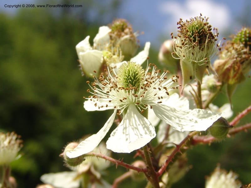 Rubus caucasicus--Georgia. Lagodekhi  Forest Reserve. 11 Jun 05. 163.jpg