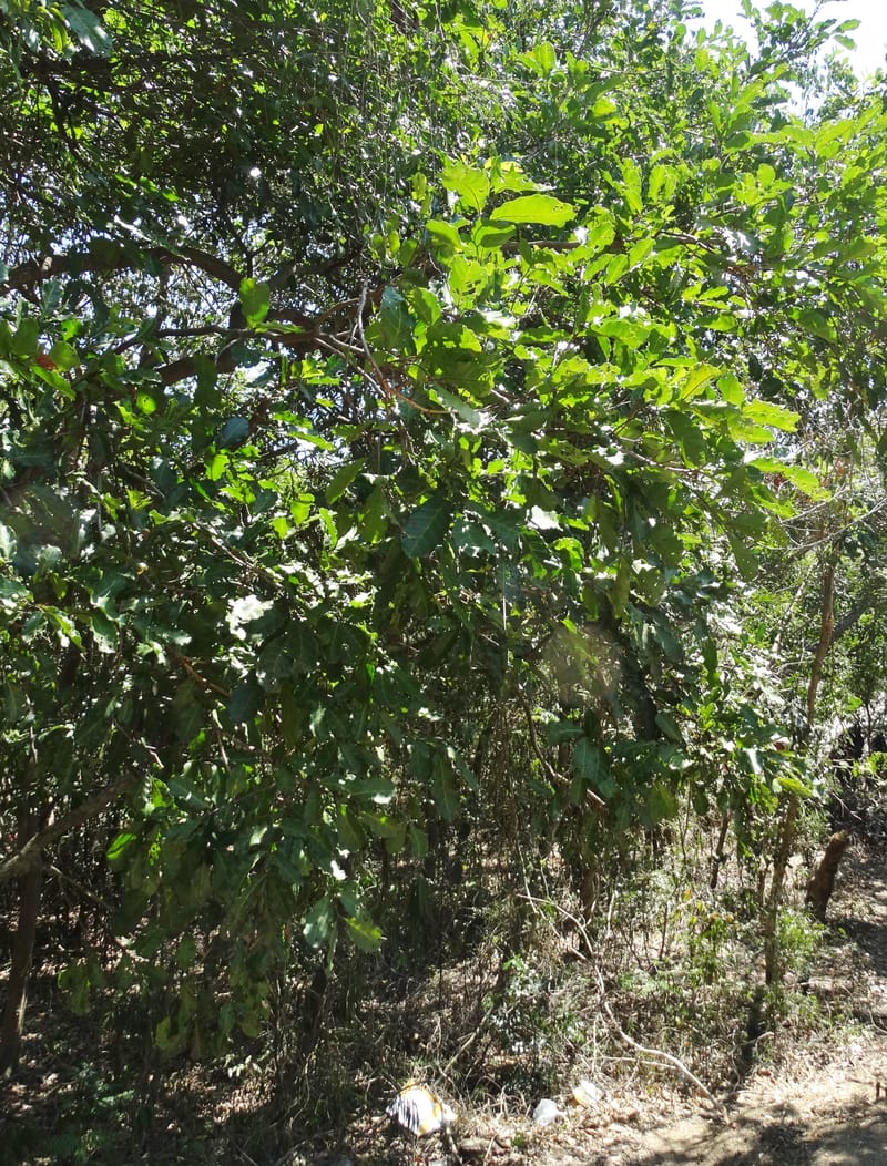 Cupaniopsis, Callmander, M 1227--New Caledonia. Tina. 10 Nov 2015. DSC00610 (2).JPG