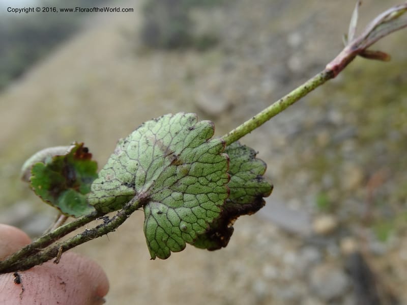 Ranunculus, Ulloa, C 2536--Ecuador. P. N. Cajas. Tres Cruces. 28 Apr 2015. DSC03499 (180).JPG