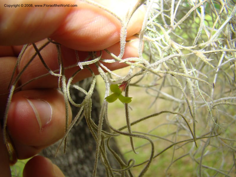 Tillandsia usneoides, CDavidson11164--TX. Walker Co. Newport Village Rd. 27 Apr 08. 136.jpg