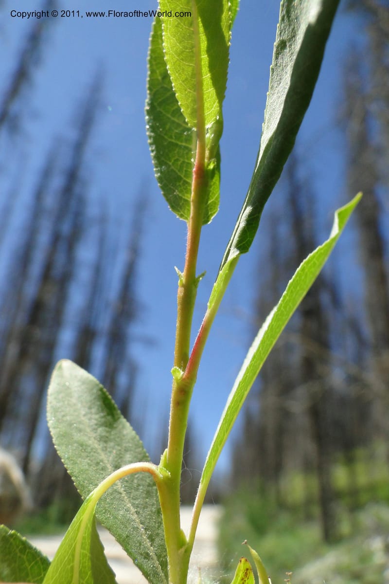 Salix, Davidson, C 11870--Idaho. Idaho Co. Warren Wagon Rd. 8 July 2011. 074 (21).jpg