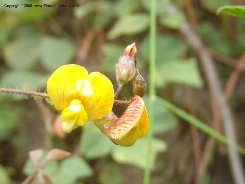Rhynchosia--So.Africa. Mpumal. Moodie Mts.  18 Mch 05. 172.jpg